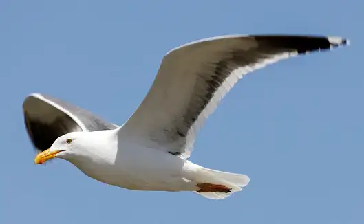 Möwe über dem Hafen